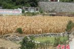 湖北興山干旱 玉米等作物受災嚴重經濟損失七千多萬