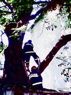 武漢新洲區200歲柳樹自燃圖片