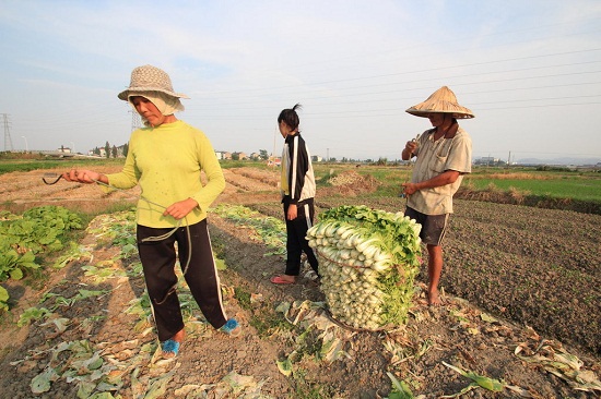 紹興高溫44.1℃ 田里蔬菜被烤焦