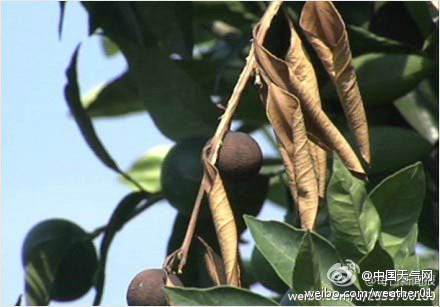 歙縣高溫干旱柑橘樹被烤干 兩萬畝柑橘減產