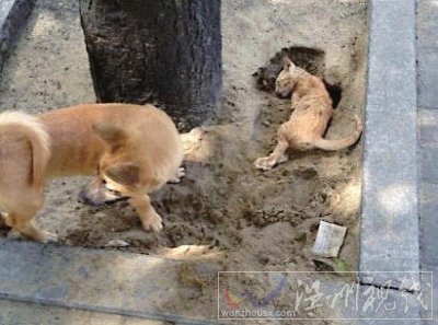 土狗為小貓刨坑