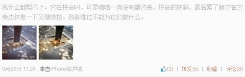 市民用手機記錄下了小狗埋貓的場景