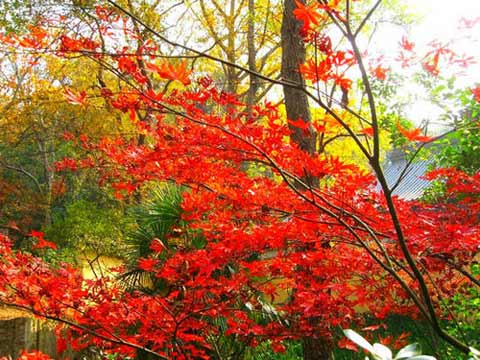 霜葉紅于二月花 紅葉觀賞權(quán)威推薦