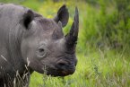 犀牛9個月內(nèi)被獵殺704只 南非犀牛離滅絕不遠(yuǎn)了