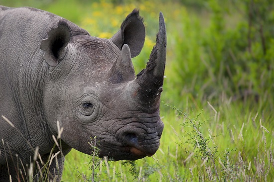 犀牛9個月內被獵殺704只 南非犀牛離滅絕不遠了