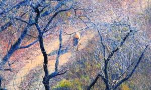 吉林?jǐn)z影師拍下東北虎照片