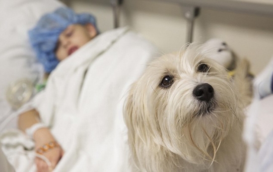 寵物狗監(jiān)督手術(shù)