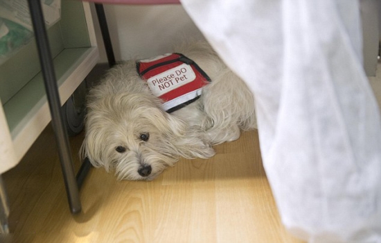 寵物狗監(jiān)督手術(shù)