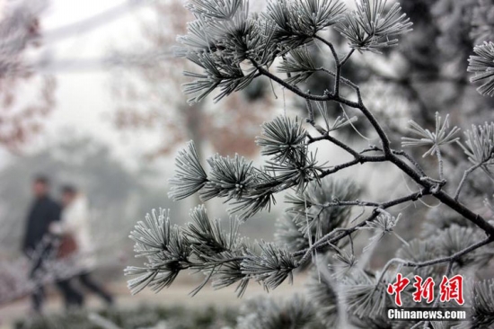 河南周口大范圍霧凇景觀