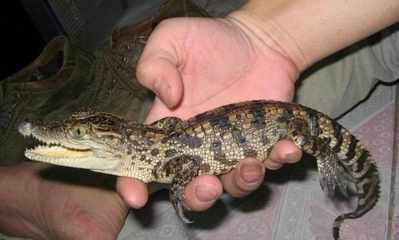 宿舍養(yǎng)鱷魚