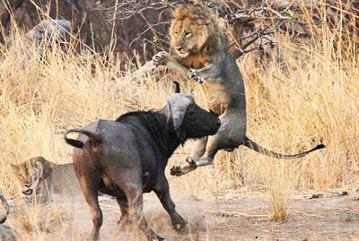 水牛戰(zhàn)雄獅 當(dāng)野水牛遇到獅子野牛把雄獅頂起拋到空中