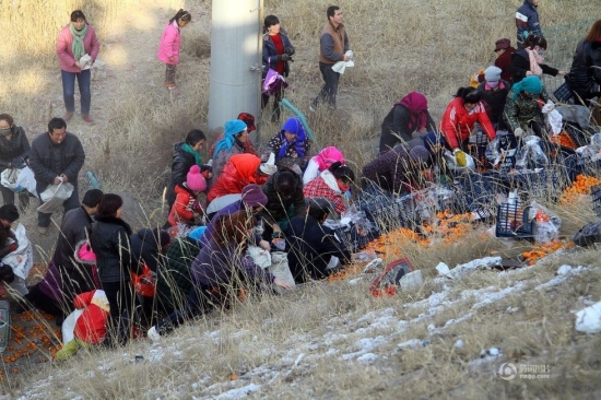 蘭州村民哄搶桔子