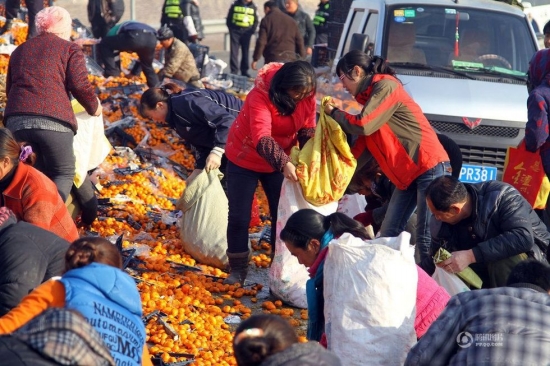 蘭州村民哄搶桔子