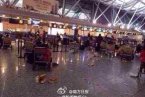 鄭州機場被砸 大雪天氣影響鄭州機場關閉問詢處乘客