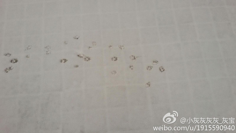 河北看雪啦,馬年正月初五河北多地迎來(lái)馬年初雪邯鄲暴雪。