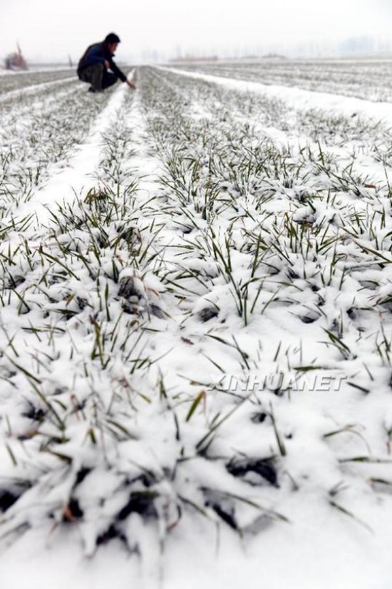 山東多地迎來2014年第一場雪