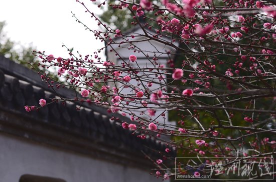 永嘉梅園的臘梅正月盛開正旺