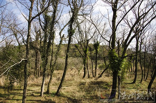 溫州下雪了永嘉天氣預報說下雨