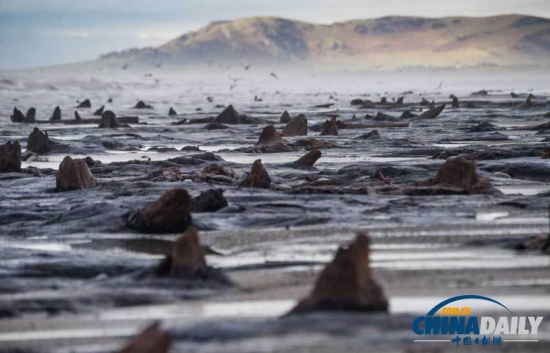 英國遭遇強風暴，大風出土5000年前的森林遺址。