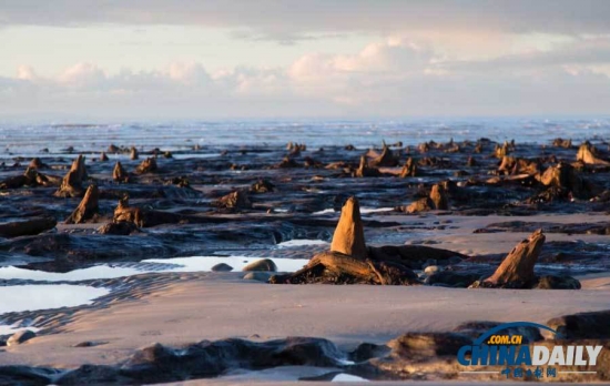 英國遭遇強風暴，大風出土5000年前的森林遺址。