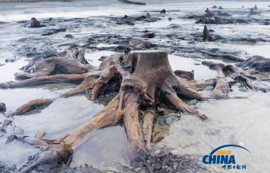 英國遭遇強風暴，大風出土5000年前的森林遺址。