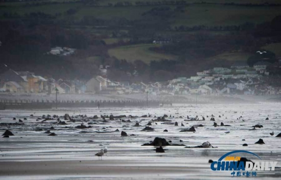 英國遭遇強風暴，大風出土5000年前的森林遺址。
