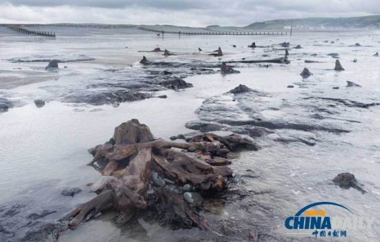 英國遭遇強風暴，大風出土5000年前的森林遺址。