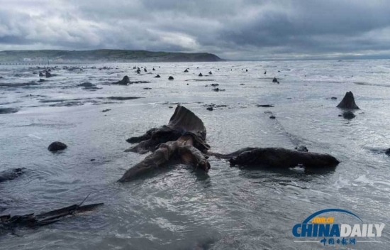 英國遭遇強風暴，大風出土5000年前的森林遺址。