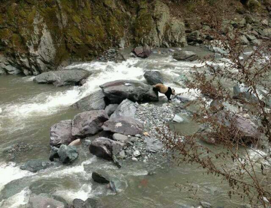 黑水河自然保護區發現野生大熊貓