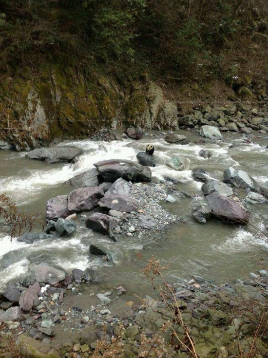 黑水河自然保護區發現野生大熊貓