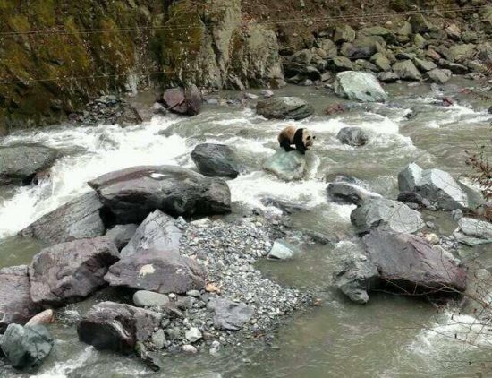 黑水河自然保護區發現野生大熊貓