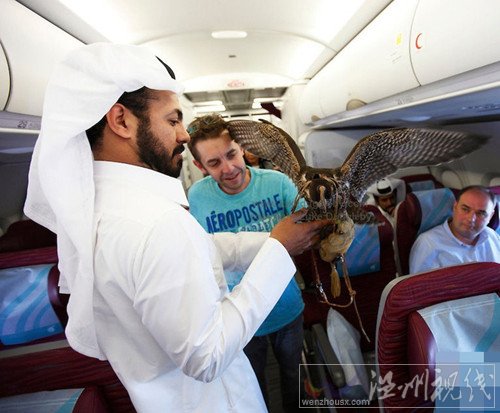 土豪給鷹買機票