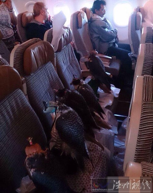 老鷹坐飛機圖片