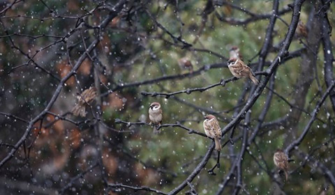 上海迎來馬年首場降雪 10日雨雪天氣持續