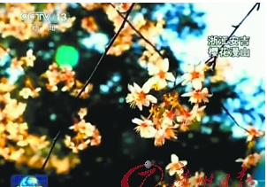 新聞聯播結尾賣萌