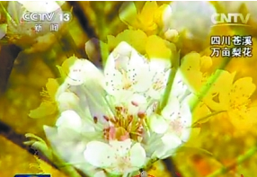 新聞聯播結尾賣萌