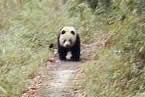 陜西野生大熊貓數(shù)量在增加 漢中市佛坪縣三官廟路遇