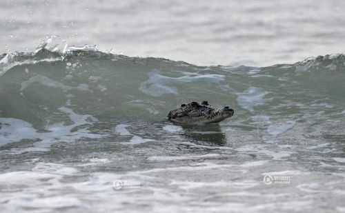 澳大利亞鱷魚沖浪
