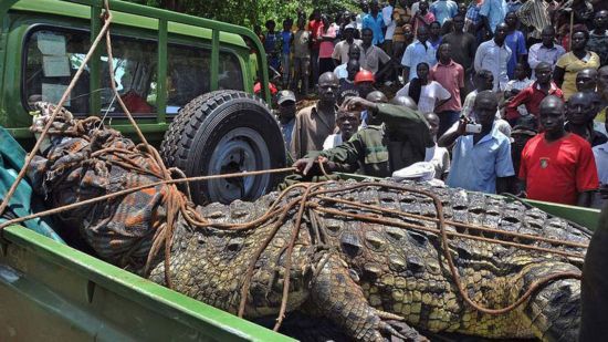 烏干達捕80歲巨鱷