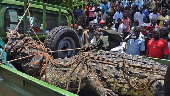 烏干達捕80歲巨鱷