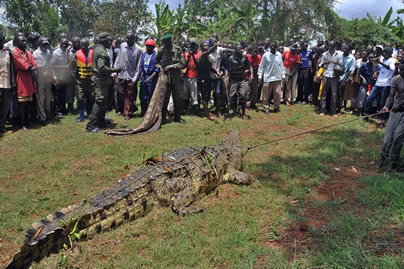 烏干達(dá)捕80歲巨鱷 這條重達(dá)1噸的食人巨鱷曾經(jīng)吃掉