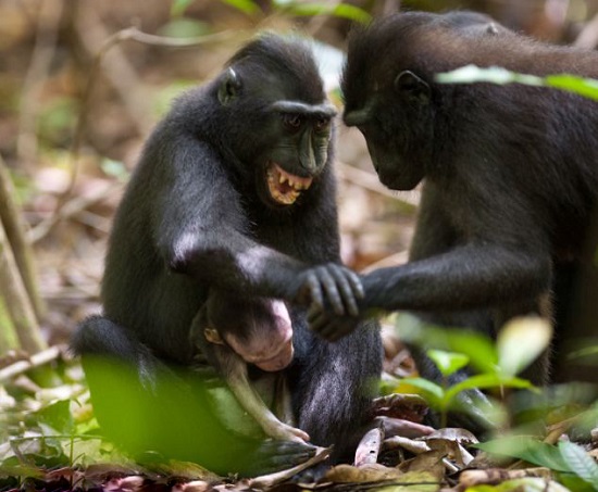 獼猴媽媽緊抱猴寶寶尸體兩天 給猴寶寶梳理毛發