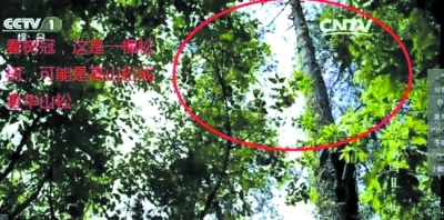 舌尖2第一集腳步采蜜造假 男孩爬40米樹其實只有2米