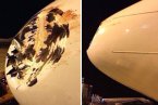 海航飛機被鳥撞凹 機頭雷達罩被撞出大窟窿