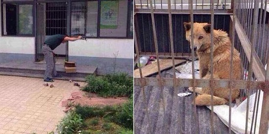 杭州收容所工作人員摔死小狗 當著母狗的面摔死7只狗仔