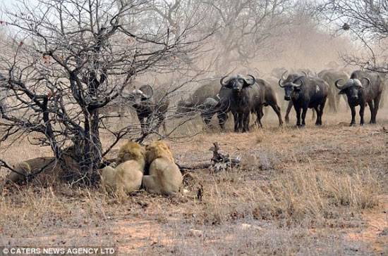 動物世界非洲水牛