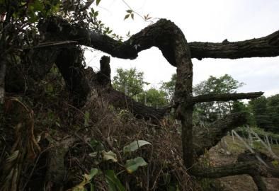 成都十大千年古樹一棵古青岡樹干枯了