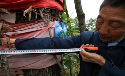 成都十大千年古樹一棵古青岡樹干枯了