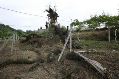 成都十大千年古樹一棵古青岡樹干枯了