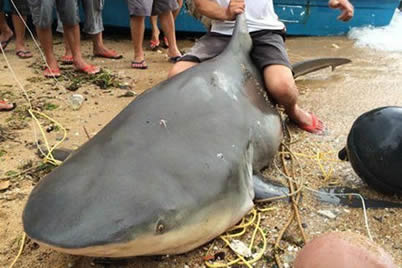 惠州漁民捕到巨魚 一條500斤大鯊魚是虎鯊還是沙拉真